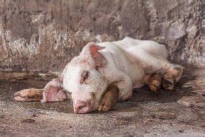 Sipon, Ubo, Pneumonia sa Baboy .